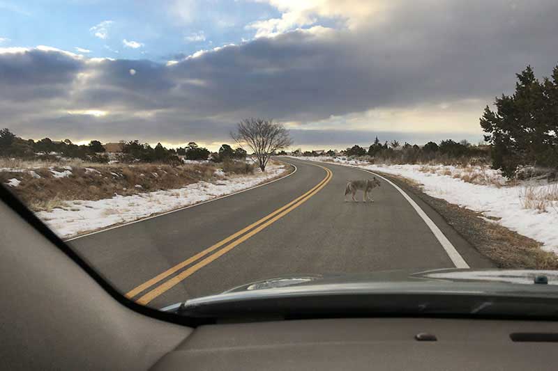 coyote standing in highway 