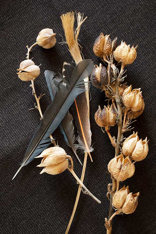 brown plant pods with colored feathers